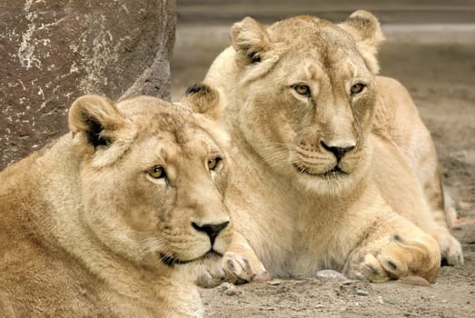 Two lions sit majestically and stare in the same direction