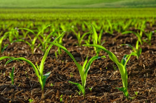 Sunlit young maize plants on fertile soil
