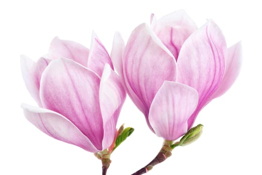 Bright studio shot of two magnolia flowers on white background