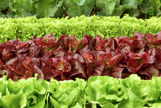 Rows of different types of lettuce in the field shortly before harvest