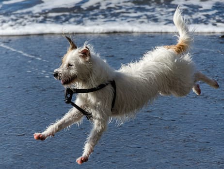 dog as he runs and jump in the waves of the sea
