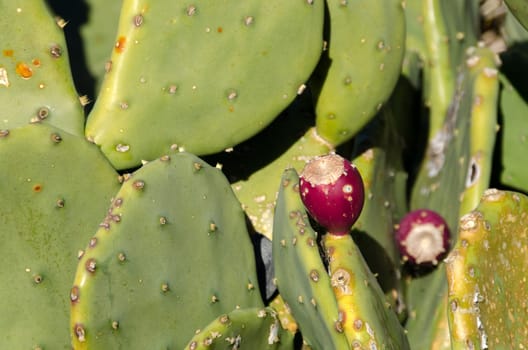 purple prickly pear boobies coast of Liguria