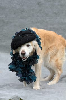 Labrador with beret and stole