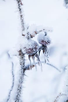 Closeup of snow and frost covered roseberry plant outdoors on winter day