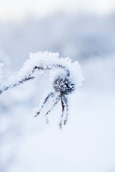 Closeup of snow and frost covered roseberry plant outdoors on winter day