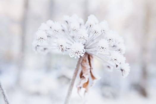 Closeup of snow and frost covered plant outdoors on winter day