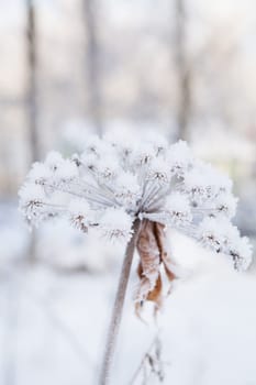 Closeup of snow and frost covered plant outdoors on winter day with trees in background