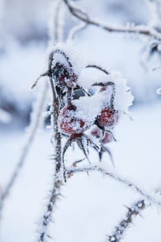 Closeup of snow and frost covered roseberry plant outdoors on winter day