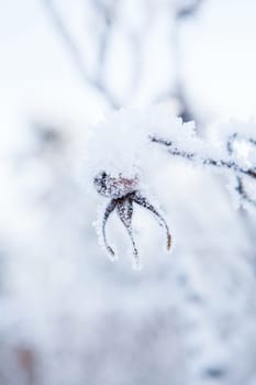 Closeup of snow and frost covered roseberry plant outdoors on winter day
