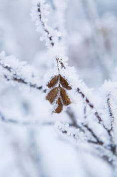 Closeup of snow and frost covered leaves outdoors on winter day