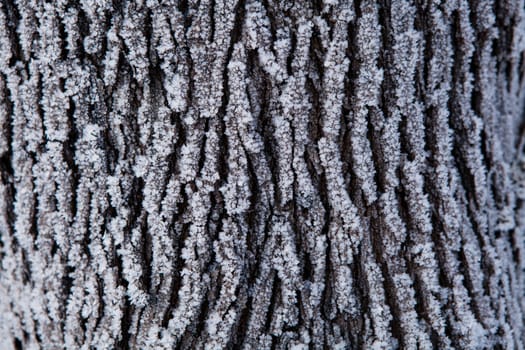 Closeup of snow covered tree trunk on winter day