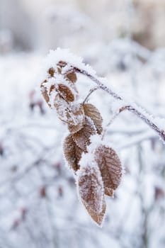 Closeup of snow and frost covered leaves outdoors on winter day
