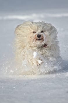 Dog (Havanese) runs through the snow directly towards the camera.