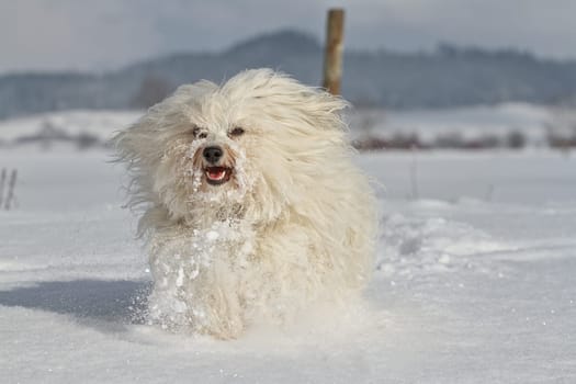 Dog (Havanese) runs through the snow directly towards the camera. The snow is whirled up as a result.
