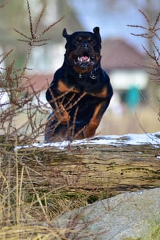 Adult Rottweiler dog midair jumping a log displaying agility while enjoying outdoor exercise