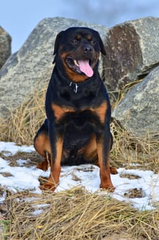 Happy Rottweiler dog sitting facing the camera in a small patch of snow in front of rocks panting in winter sunshine
