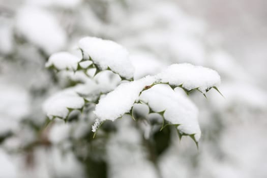 Details of a branch of Ilex aquifolium with snow during winter.