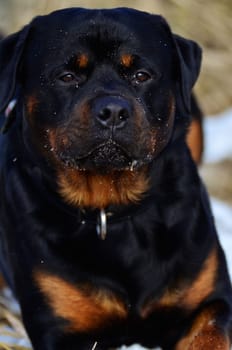 Head and shoulders portrait of a faithful trusting Rottweiler looking just to the right of the camera with a placid alert expression