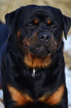 Closeup head and shoulders portrait of an intelligent placid black and tan Rottweiler dog looking just to the right of the camera