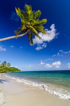 Palm tree extending over white sand beach in San Andres y Providencia, Colombia