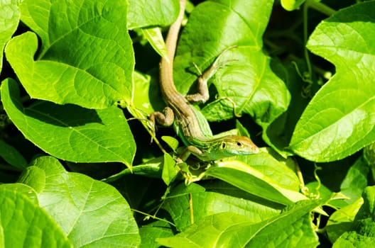 A small green lizard surrounded by lush green leaves