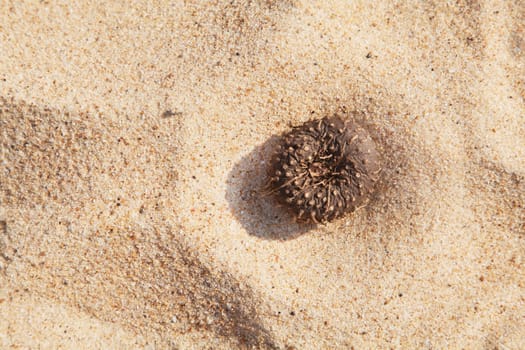 Any orientation, Elephant Foot on a sandy beach Suran- Elephant foot yam - Amorphophallus paeoniifolius. Part of the beet family, tropical raw food can be used as an alternative to potato