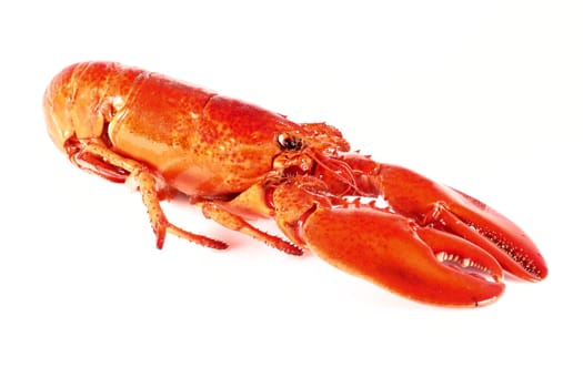 juicy freshly cooked lobster isolated on white