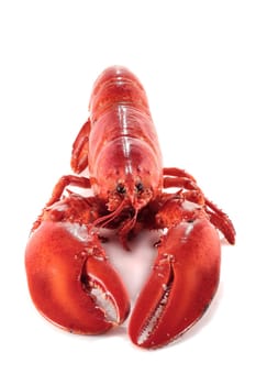front view of juicy freshly cooked lobster isolated on white