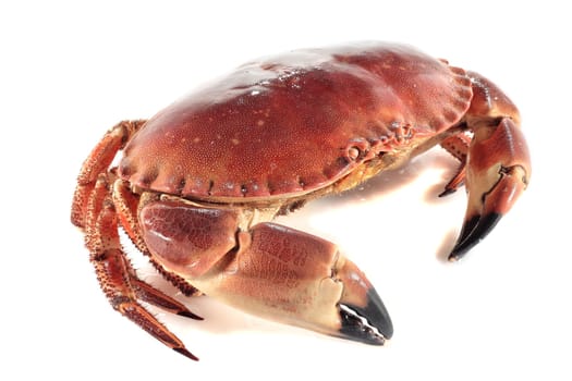 fresh and juicy freshly cooked crab isolated on white
