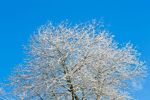 Snow covered tree