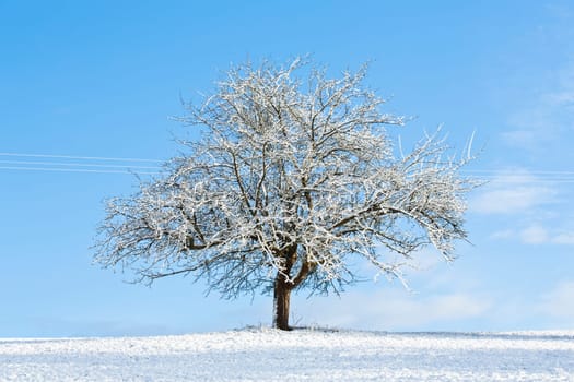 Snow covered tree