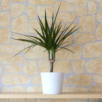 Details of a dracaena marginata in flowerpot
