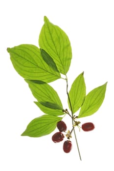 Branch with ripe cornelian cherries (Cornus mas) isolated against white background
