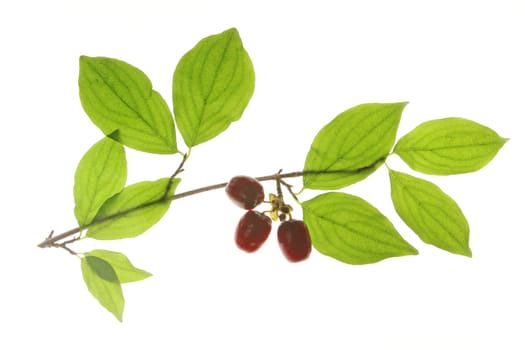 Branch with ripe cornelian cherries (Cornus mas) isolated against white background