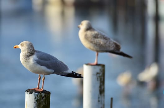 Two seagulls perched on poles at the seaside surveying the calm water with reflections with shallow dof and focus to the left bird