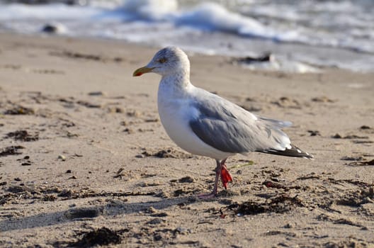 Closeup of a single adult seagull walking across a sandy beach close to the surf in search of something to forage