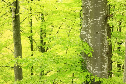 Beech forest in the Black Forest in spring,Germany