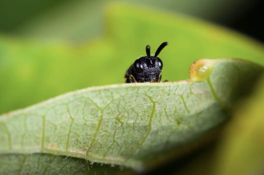 Macro of a small black mark (Crossocerus) looking hiding and the camera behind a green leaf