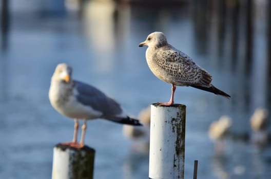 Two seagulls perched on poles overlooking a calm sea with reflections with shallow dof and focus to the right hand bird