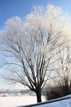 A cold winter's day with hoarfrost in the Elbe valley near Meissen,Saxony,Germany