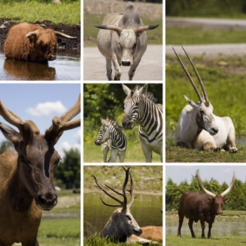 Collage of seven different animals in the same picture