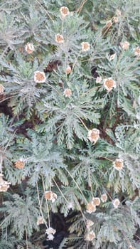 wild dry chamomile flowers, plants botany nature botanical garden. High quality photo