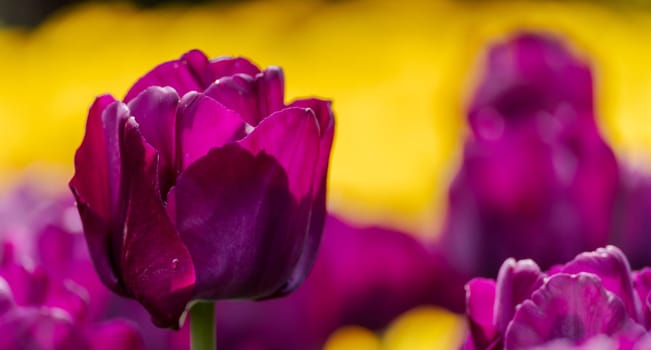 Magenta tulips spring blossoming, bokeh flower background, pastel and soft floral card, selective focus.