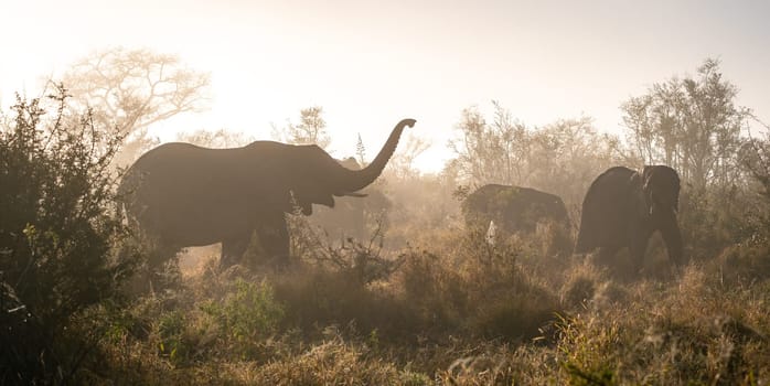 Elephant close ups in Kruger National Park, South Africa. High quality photo