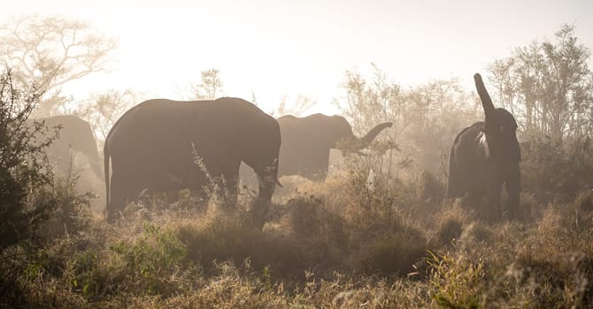 Elephant close ups in Kruger National Park, South Africa. High quality photo