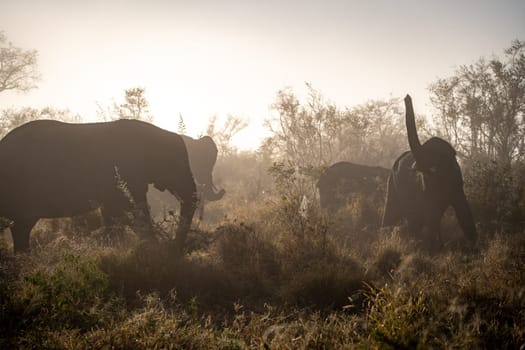 Elephant close ups in Kruger National Park, South Africa. High quality photo