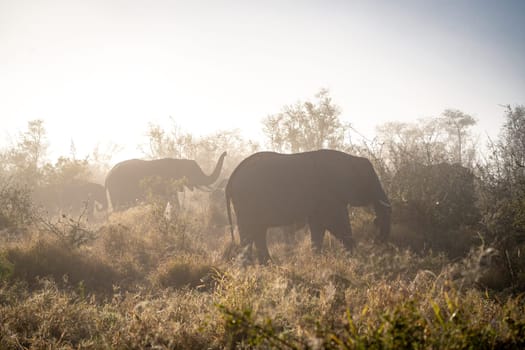 Elephant close ups in Kruger National Park, South Africa. High quality photo