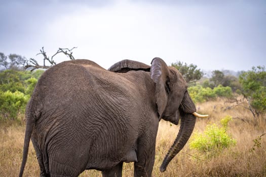 Elephant close ups in Kruger National Park, South Africa. High quality photo