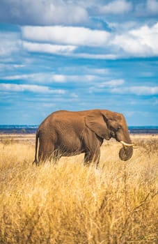 Elephant close ups in Kruger National Park, South Africa. High quality photo