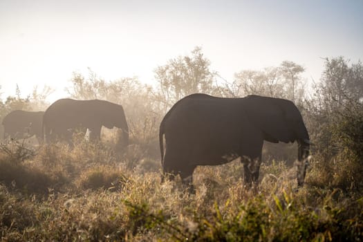 Elephant close ups in Kruger National Park, South Africa. High quality photo